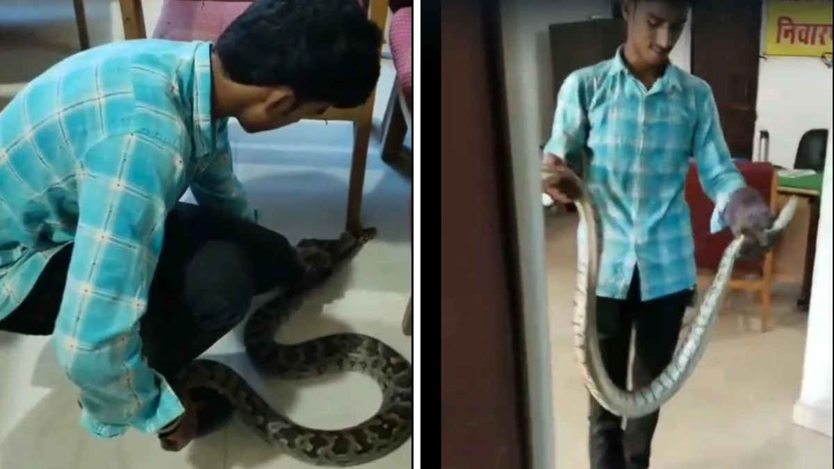 MP News: थाने में घुसा सात फीट लंबा अजगर, 20 मिनट चले रेस्क्यू के बाद जंगल में छोड़ा गया
