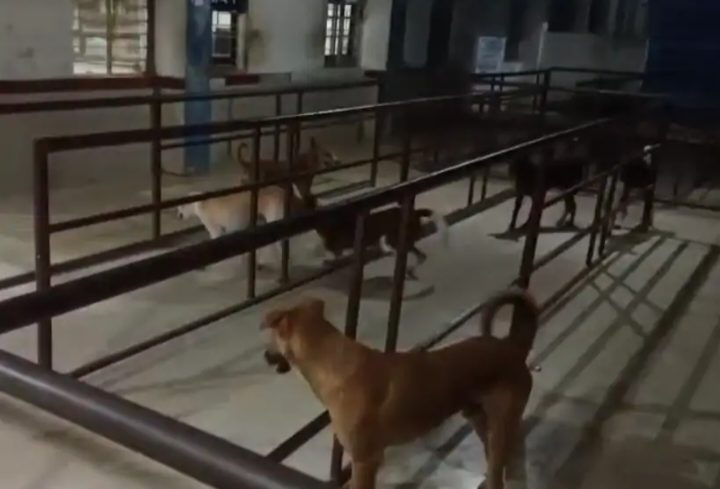 कटनी जिला अस्पताल में आवारा कुत्तों का झुंड: मरीजों-परिजनों में दहशत, सुरक्षा-स्वच्छता पर उठे सवाल