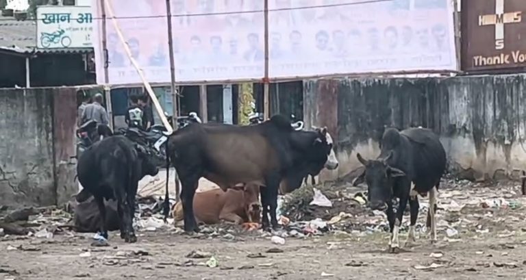 उर्जाधानी कोरबा में सांड का आतंक, 12 साल के स्कूली छात्र पर जानलेवा हमला