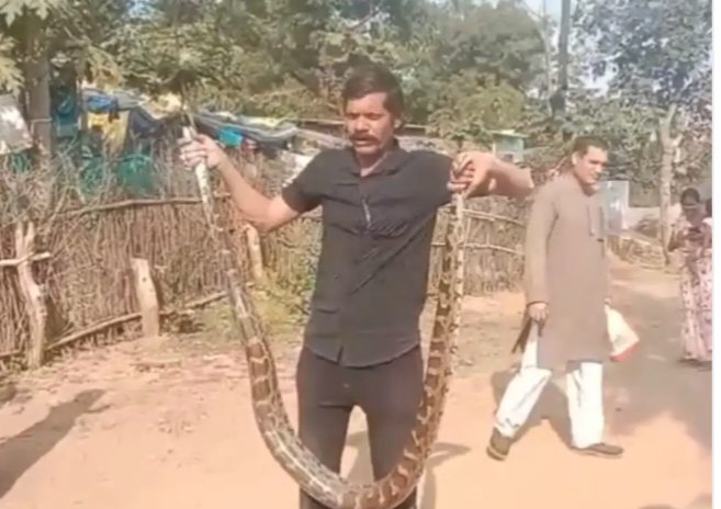 कटनी में 8 फीट का अजगर! पूरे इलाके में हड़कंप — दीपक बर्मन ने चलाया दिल दहला देने वाला रेस्क्यू ऑपरेशन
