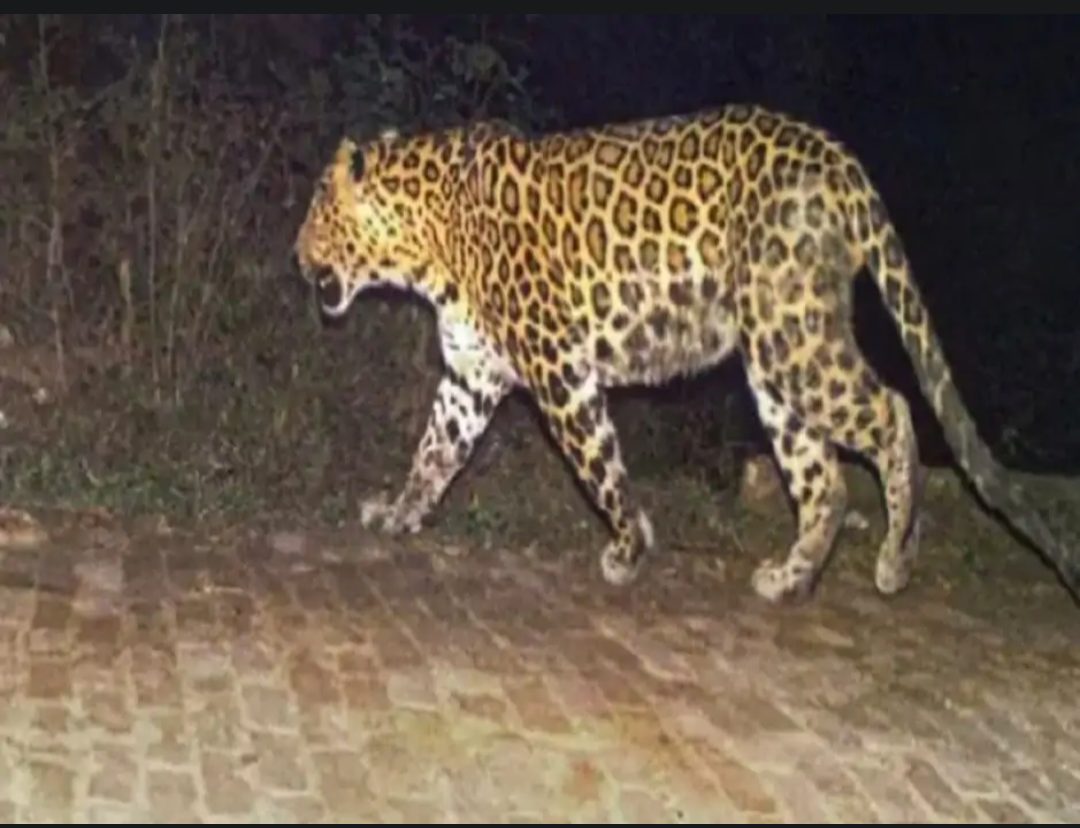 कटनी के बरही में तीन दिन से तेंदुए का मूवमेंट, वन विभाग ने बढ़ाई गश्त, ग्रामीण दहशत में