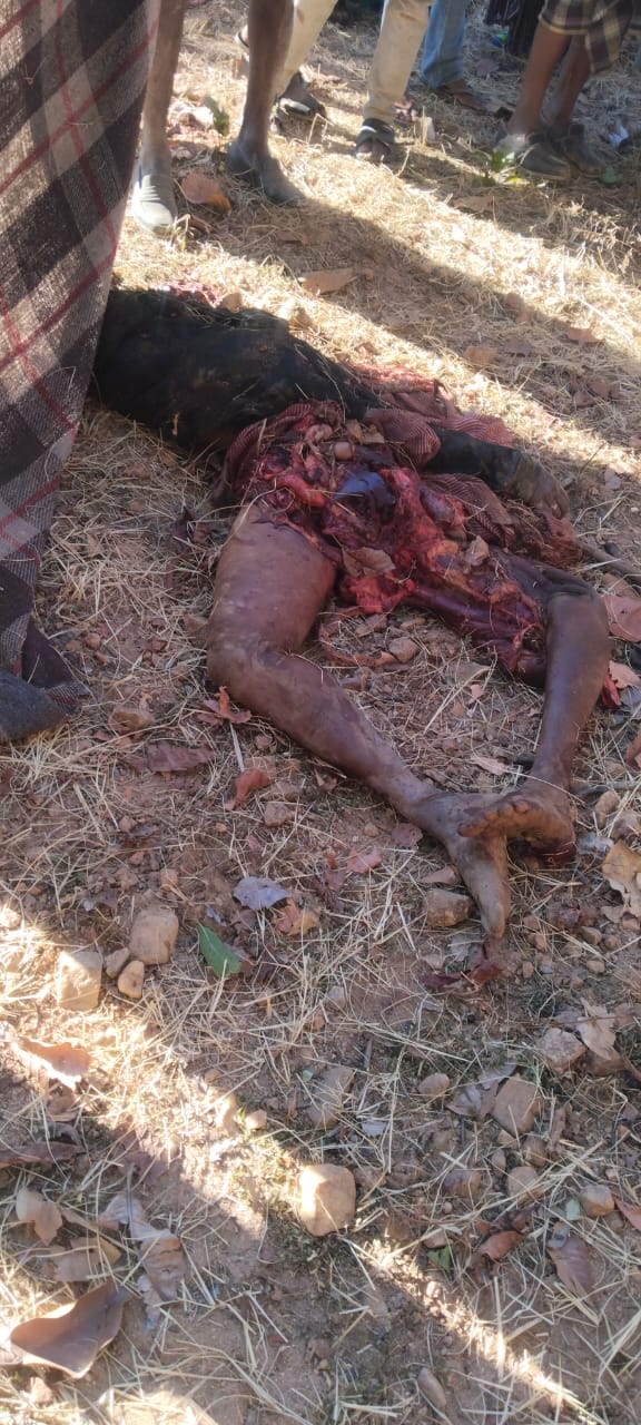 *हाथी के हमले से महिला की मौत,क्षेत्र में दहशत* पाली से ज्ञान शंकर